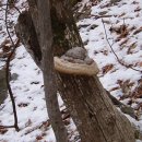 박달하지 이미지