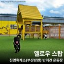펫뛰뛰 | 진영휴게소 부산방향 강아지 운동장 카페 옐로우스탑 펫파크 방문 후기