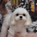 소금소금 펫살롱 이미지