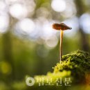 [유식唯識에세이]23. 가짜 &amp; 마음에 남겨진 언설희론들 / 백진순 교수 이미지