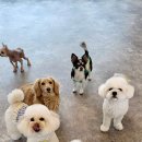 펫라운지 애견미용 애견호텔 이미지