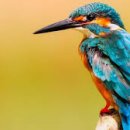 은곡4호 이미지