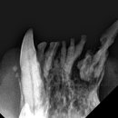 이솜 동물병원 이미지