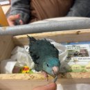 앵무새카페리프패럿삼정타워