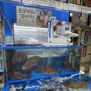 만포수산 | 가락시장 온달수산 인어교주해적단, 만포장원 내돈내산