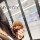 마이퍼피 경남거제점 이미지