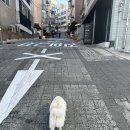 도미네로 | 이태원 강아지 통창 미용샵 ‘도미네로’ 규아쌤 포메 변신 가위 컷(가격 정보)ㅣ루이독 에비뉴엘 잠실점