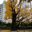 방학동 은행나무 이미지