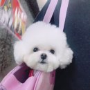 그루밍조이 이미지