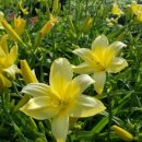 사우스 오아시스 이미지