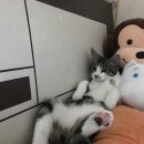 바라봄동물병원 이미지