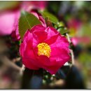 동백목장 이미지