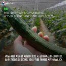 정아농장 티스토리