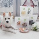 멍뭉이 밥상 이미지