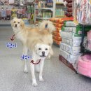 백평애견용품
