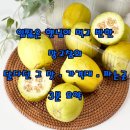 화제낚시터 | 입짧은 햇님이 먹고 반한 망고참외｜달다던 그 맛·가격대·파는곳 3분 요약