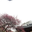 앞산뒷산불고기 | 봄꽃과의 만남,구례 산수유, 화엄사 홍매화, 광양 불고기