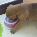 퍼피앤맘 이미지