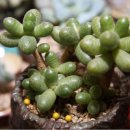 땡그리나 이미지