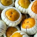 배감농장 이미지