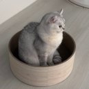 원봉중학교 | 돈있냐고? 민생소비쿠폰이 다야 (10月)