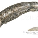 온리누스 이미지