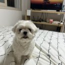 댕냥이 미용소 이미지