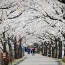 경북 원당천 경북일보