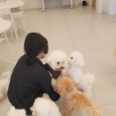 펌킨 펫하우스 서울숲 이미지