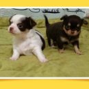 나무타는고양이 구경하는강아지 이미지