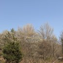 위글위글남산타워 | [내돈내산]남산타워 남산둘레길 주차 꿀팁 산책코스 자물쇠 리뷰 후기