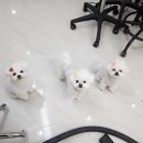 도도애견샵 네이버블로그