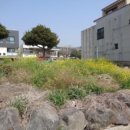 새서귀초등학교 이미지