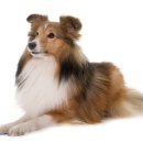 스타동물의료센터 이미지