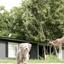 강아지song 이미지