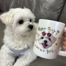 #멍멍 | 강아지굿즈 댕잡았다 머그컵 제작 커스텀 주문 여름 디자인 선물 추천 내돈내산 솔직 리뷰