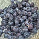 토경팜 | 진짜 맛으로 증명된 건강함 진천블루베리팜 무농약 블루베리 후기국산 냉동과일