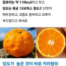 [마감]서귀포 카라향 판매합니다 이미지