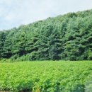 갑천면우체국 이미지