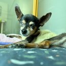 논현동물병원 이미지