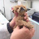 충무로애견 이미지