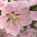 복숭아꽃 살구꽃 이미지