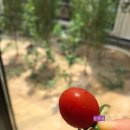 강군커피오리지널스