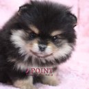 포인트독 이미지