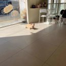 펌킨 펫하우스 서울숲 이미지