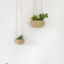 여름식물 인테리어 이미지