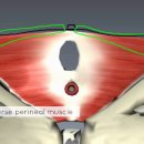 골반 저근 2 - Perineal Membrane and Deep Perineal Pouch 이미지