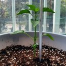 용인남사우체국 | 남사농약사 / 남사농약종묘사 모종이 정말 많아요. 친절 그 자체♡ 내돈내산 후기!