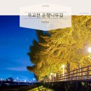 산업대 은행나무길 | [충남 아산] 주말 가족 나들이 추천 — 곡교천 은행나무길 후기 + 주차정보