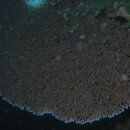 산호충이 발산하는 빛 이미지